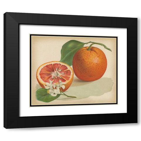 Orange Study I Black Modern Wood Framed Art Print with Double Matting by Unknown
