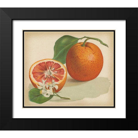 Orange Study I Black Modern Wood Framed Art Print with Double Matting by Unknown