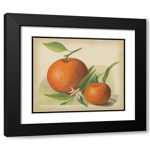 Orange Study II Black Modern Wood Framed Art Print with Double Matting by Unknown