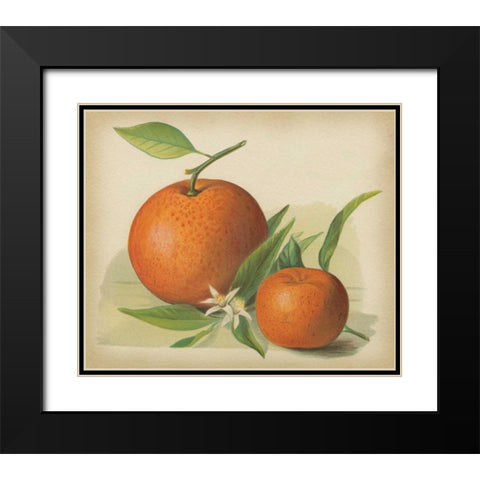 Orange Study II Black Modern Wood Framed Art Print with Double Matting by Unknown