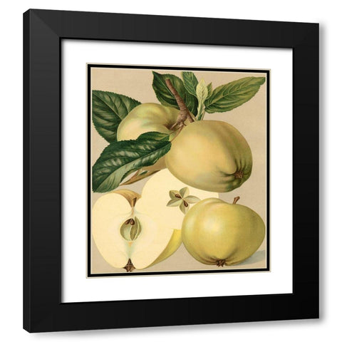 Apple Harvest II Black Modern Wood Framed Art Print with Double Matting by Unknown