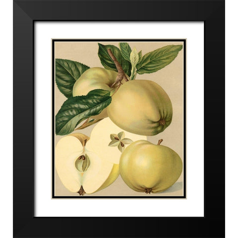 Apple Harvest II Black Modern Wood Framed Art Print with Double Matting by Unknown