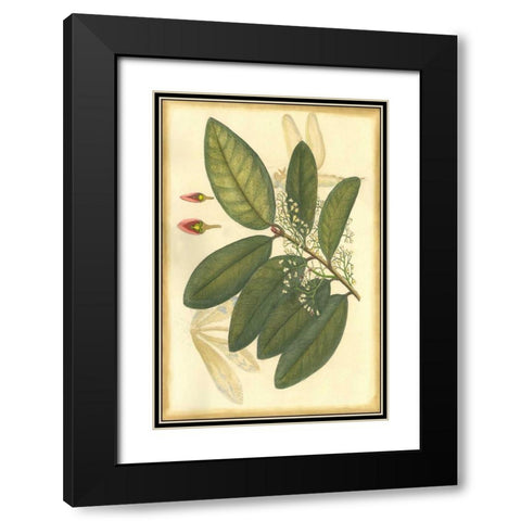 Floral Fantasia IV Black Modern Wood Framed Art Print with Double Matting by Unknown