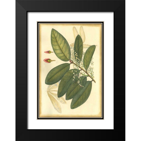 Floral Fantasia IV Black Modern Wood Framed Art Print with Double Matting by Unknown