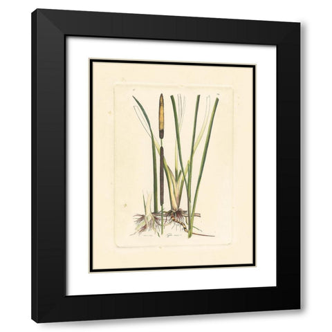 Antique Cattail II Black Modern Wood Framed Art Print with Double Matting by Curtis