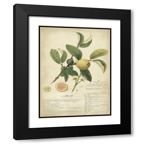 Descube Botanical I Black Modern Wood Framed Art Print with Double Matting by Descubes, A.
