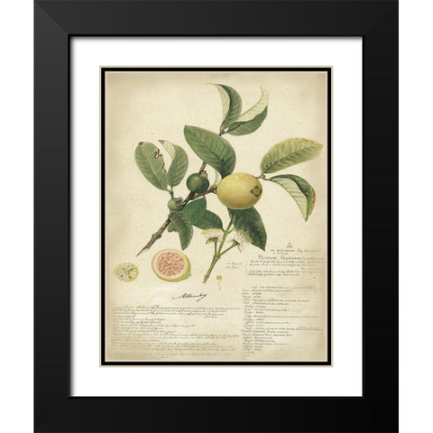 Descube Botanical I Black Modern Wood Framed Art Print with Double Matting by Descubes, A.