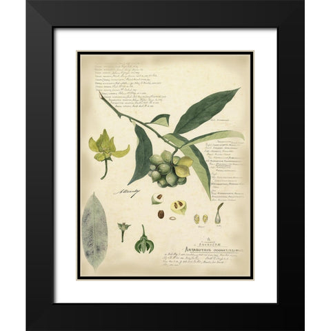 Descube Botanical II Black Modern Wood Framed Art Print with Double Matting by Descubes, A.