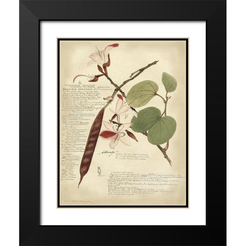 Descube Botanical III Black Modern Wood Framed Art Print with Double Matting by Descubes, A.
