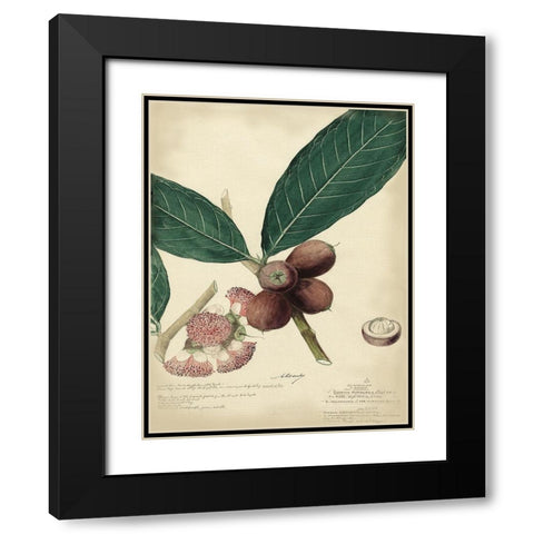 Descube Botanical IV Black Modern Wood Framed Art Print with Double Matting by Descubes, A.