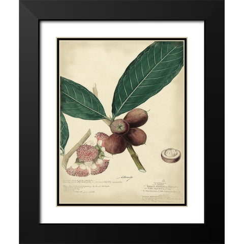 Descube Botanical IV Black Modern Wood Framed Art Print with Double Matting by Descubes, A.
