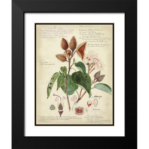 Descube Botanical V Black Modern Wood Framed Art Print with Double Matting by Descubes, A.