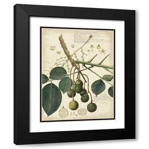 Descube Botanical VI Black Modern Wood Framed Art Print with Double Matting by Descubes, A.