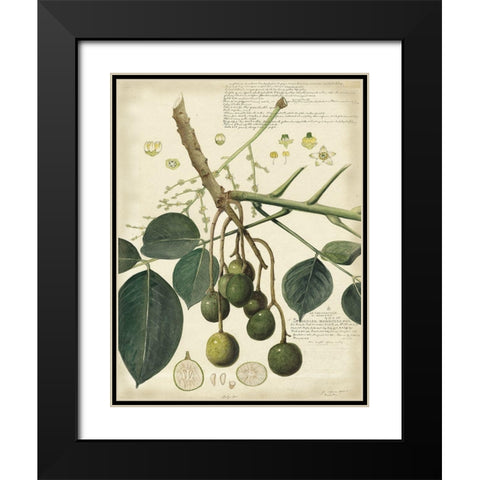 Descube Botanical VI Black Modern Wood Framed Art Print with Double Matting by Descubes, A.