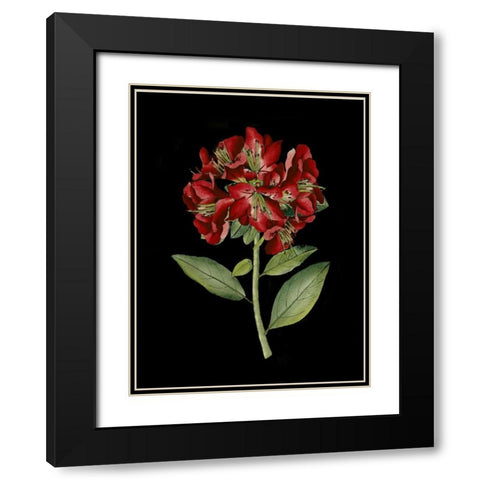 Crimson Flowers on Black I Black Modern Wood Framed Art Print with Double Matting by Unknown
