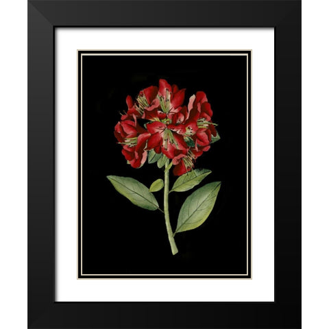 Crimson Flowers on Black I Black Modern Wood Framed Art Print with Double Matting by Unknown