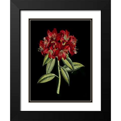 Crimson Flowers on Black II Black Modern Wood Framed Art Print with Double Matting by Unknown