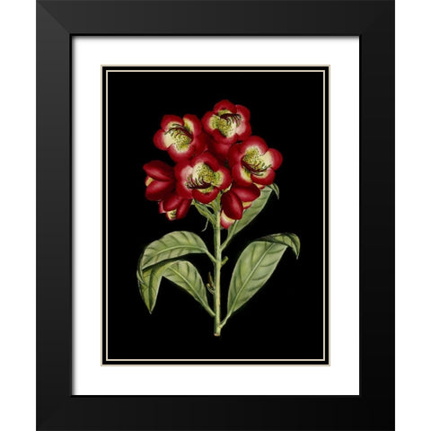 Crimson Flowers on Black III Black Modern Wood Framed Art Print with Double Matting by Unknown