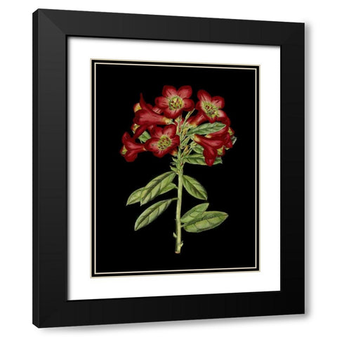 Crimson Flowers on Black IV Black Modern Wood Framed Art Print with Double Matting by Unknown