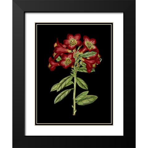 Crimson Flowers on Black IV Black Modern Wood Framed Art Print with Double Matting by Unknown