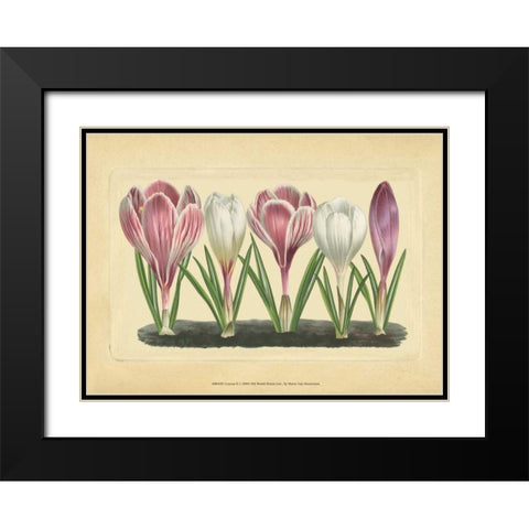 Crocus II Black Modern Wood Framed Art Print with Double Matting by Vision Studio