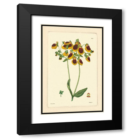 Yellow Curtis Botanical I Black Modern Wood Framed Art Print with Double Matting by Vision Studio
