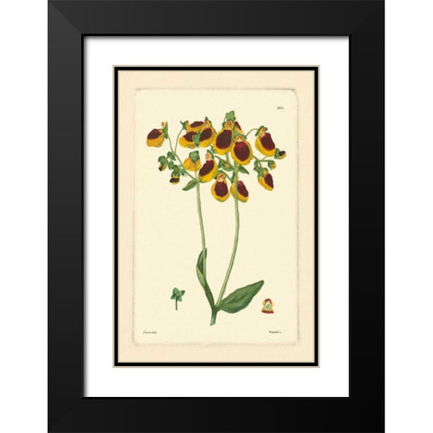 Yellow Curtis Botanical I Black Modern Wood Framed Art Print with Double Matting by Vision Studio