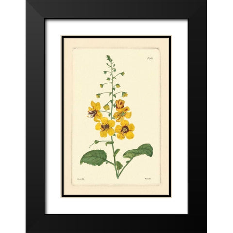 Yellow Curtis Botanical II Black Modern Wood Framed Art Print with Double Matting by Vision Studio