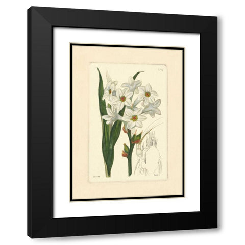 White Curtis Botanical I Black Modern Wood Framed Art Print with Double Matting by Vision Studio