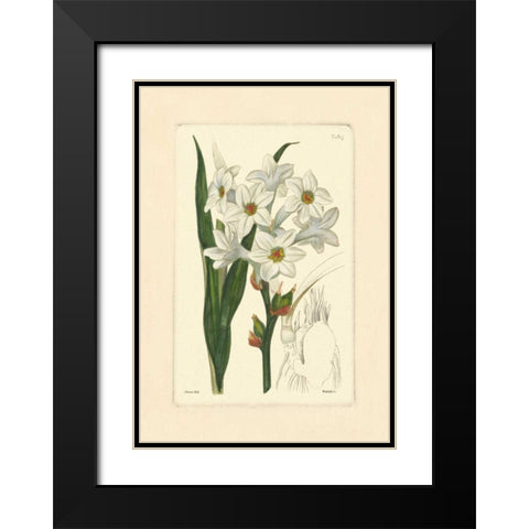 White Curtis Botanical I Black Modern Wood Framed Art Print with Double Matting by Vision Studio