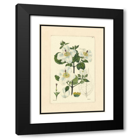 White Curtis Botanical III Black Modern Wood Framed Art Print with Double Matting by Vision Studio