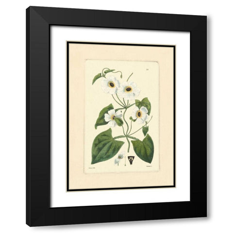 White Curtis Botanical IV Black Modern Wood Framed Art Print with Double Matting by Vision Studio