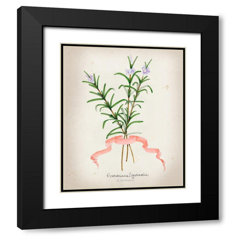 Herb Series III Black Modern Wood Framed Art Print with Double Matting by Goldberger, Jennifer