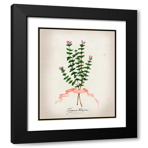 Herb Series VI Black Modern Wood Framed Art Print with Double Matting by Goldberger, Jennifer