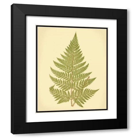 Lowes Fern I Black Modern Wood Framed Art Print with Double Matting by Lowe, E.J.