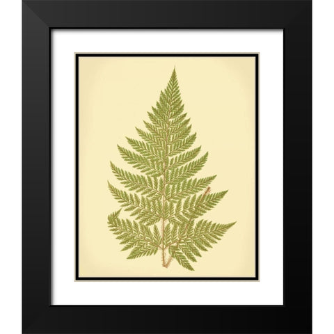 Lowes Fern I Black Modern Wood Framed Art Print with Double Matting by Lowe, E.J.
