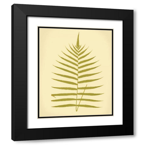 Lowes Fern IV Black Modern Wood Framed Art Print with Double Matting by Lowe, E.J.