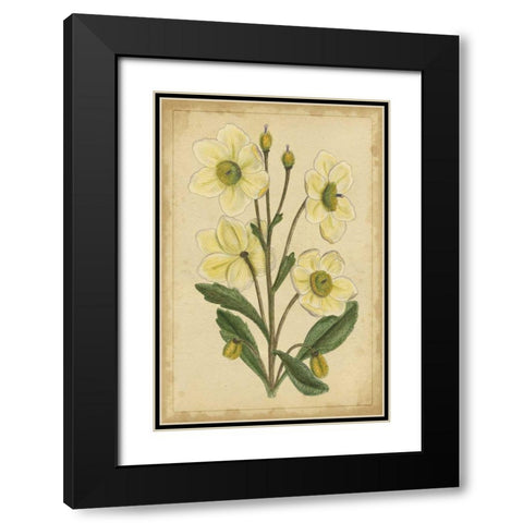 Curtis Blooms in White II Black Modern Wood Framed Art Print with Double Matting by Unknown