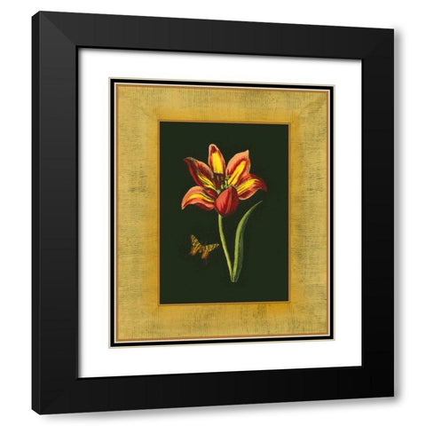 Tulip in Frame I Black Modern Wood Framed Art Print with Double Matting by Unknown