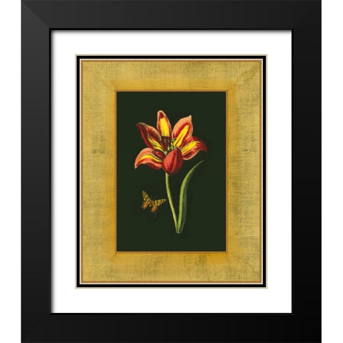 Tulip in Frame I Black Modern Wood Framed Art Print with Double Matting by Unknown