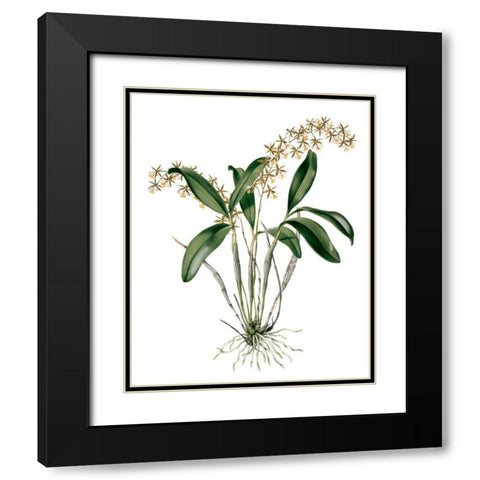 Orchids I Black Modern Wood Framed Art Print with Double Matting by Drake