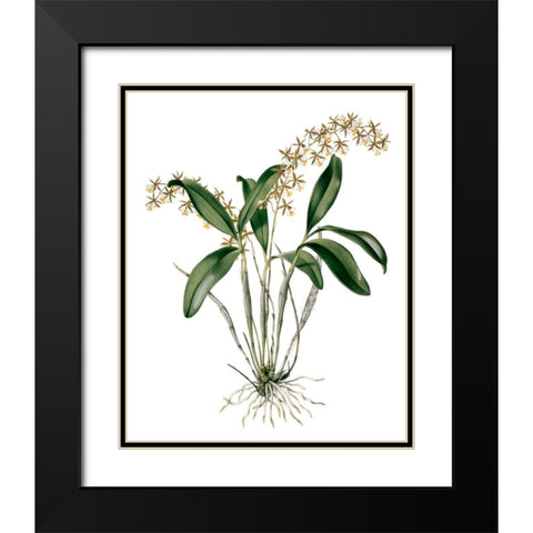 Orchids I Black Modern Wood Framed Art Print with Double Matting by Drake