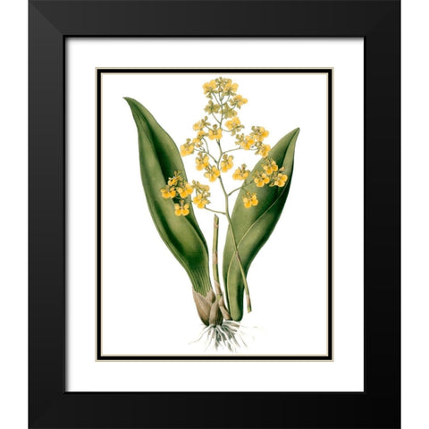 Orchids II Black Modern Wood Framed Art Print with Double Matting by Drake
