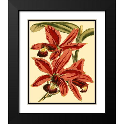 Mini Orchid Splendor II Black Modern Wood Framed Art Print with Double Matting by Vision Studio