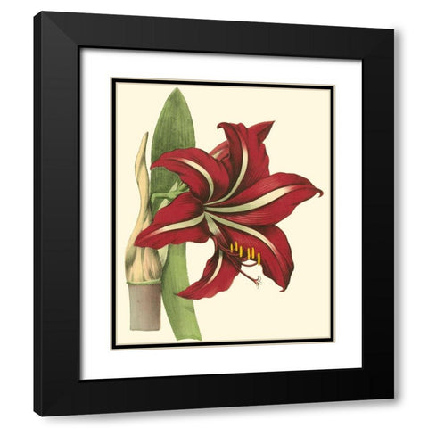 Amaryllis I Black Modern Wood Framed Art Print with Double Matting by Hogg