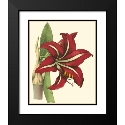 Amaryllis I Black Modern Wood Framed Art Print with Double Matting by Hogg