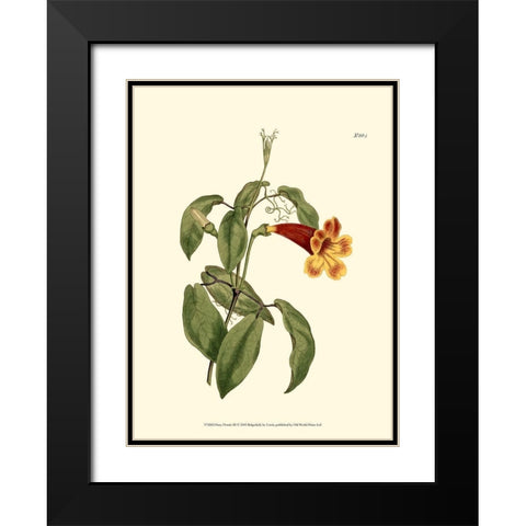 Fiery Florals III Black Modern Wood Framed Art Print with Double Matting by Curtis