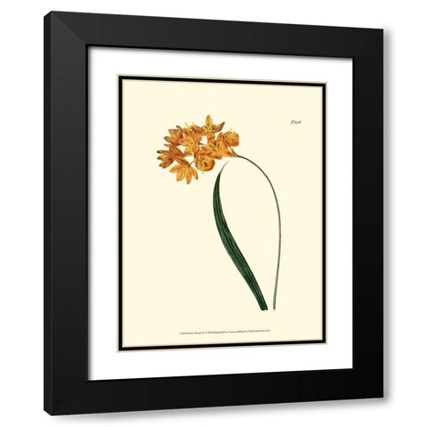 Fiery Florals IV Black Modern Wood Framed Art Print with Double Matting by Curtis