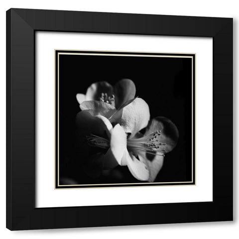 Quince Blossoms III Black Modern Wood Framed Art Print with Double Matting by Stramel, Renee W.