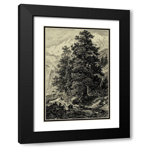 Arolla Pine Black Modern Wood Framed Art Print with Double Matting by Heyn, Ernst